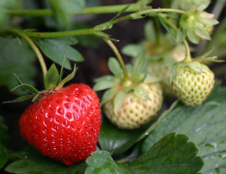 ... Soon the time has come... the harvest in the garden can start...