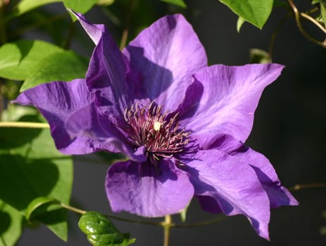 The color purple 3.