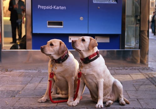 Seen at Munich's Marienplatz... the two of them waited there for 20 minutes without moving much...