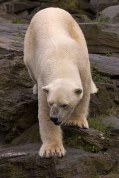 Polar bear