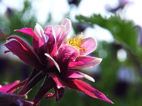 Columbine