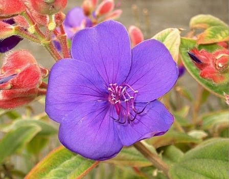 Tibouchin in purple