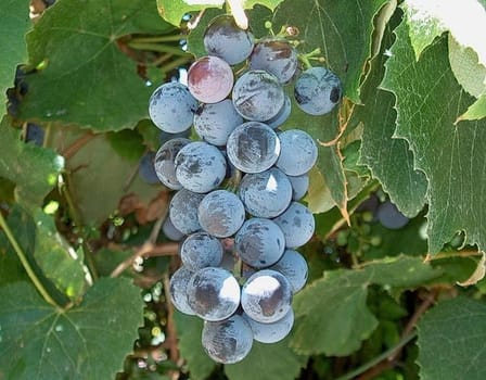 Bunches of grapes