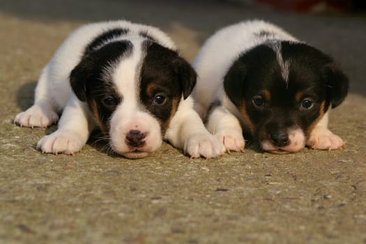 ... the little Jack Russel puppies are old now and still have problems standing on their own 4 legs,but lying down works fine.  :-) LG PeRiTo