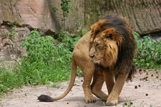 Lion