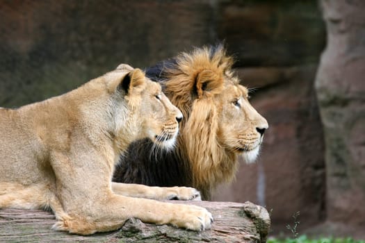Lion pair