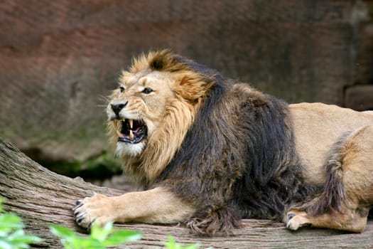Lion