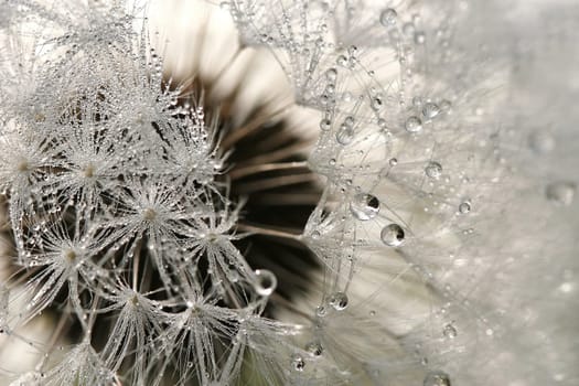 Dewy