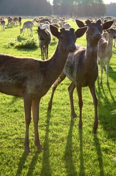 Roe deer legs