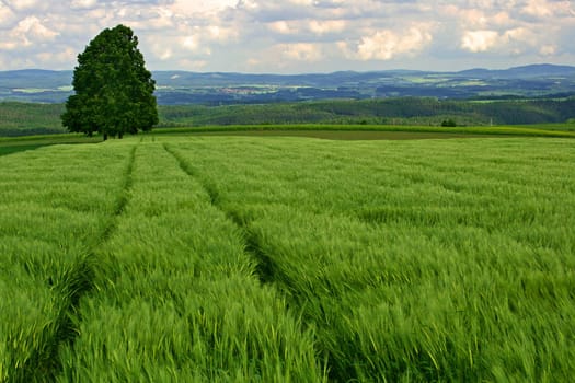 Barley