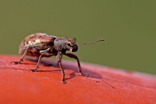Beetle