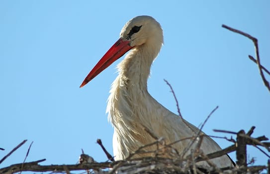 Stork