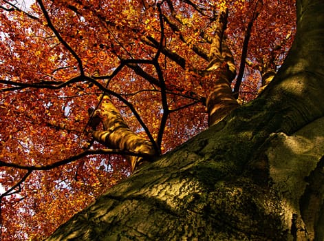 Beech