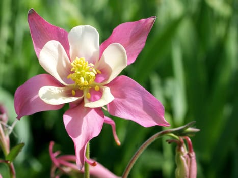 Columbine pink