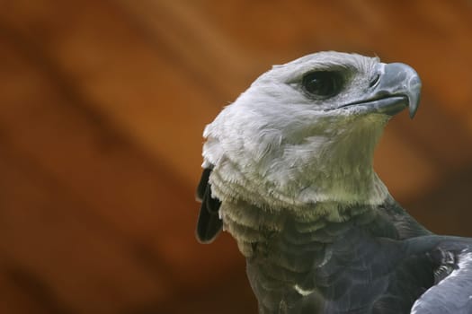 Harpy eagle