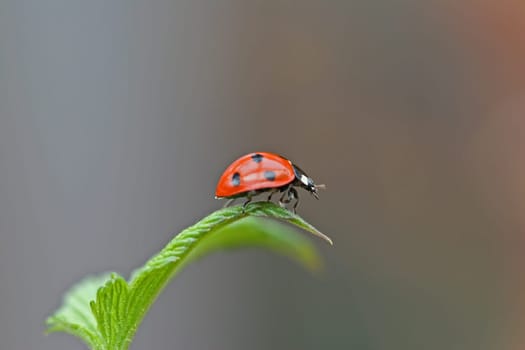 Lucky beetle