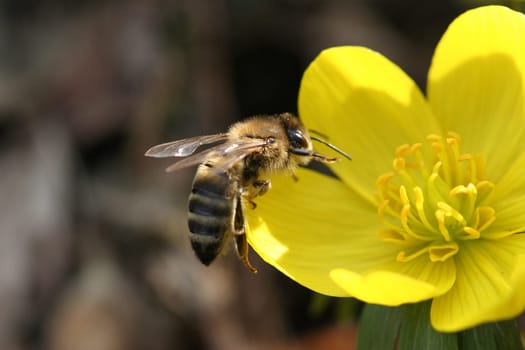 Bee
