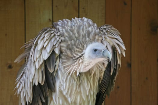 Vulture