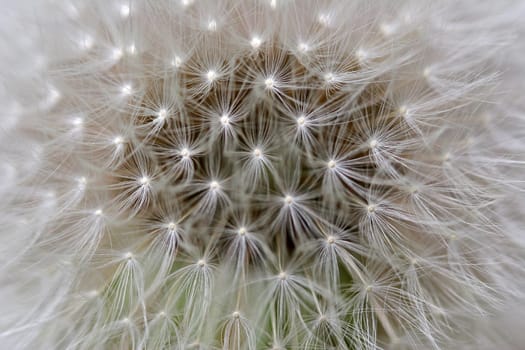 Dandelion