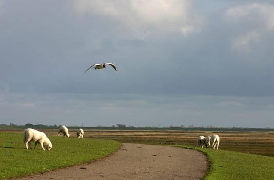 On the dike