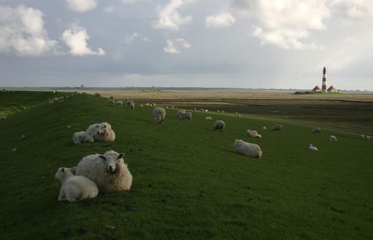 Sheep on the dike