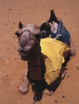 Recorded in Egypt in 1991