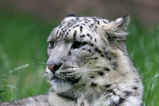 Snow leopard