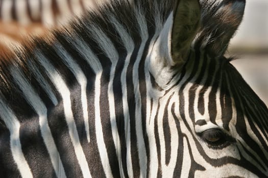 Zebra