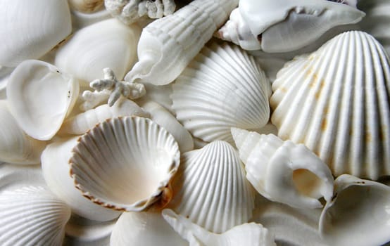 A bunch of shells