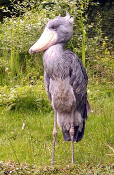 Shoebill