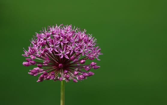 After a 3 week break,I'm back! Focal length 300 mm,aperture f5.6 Bel.1/640 sec.