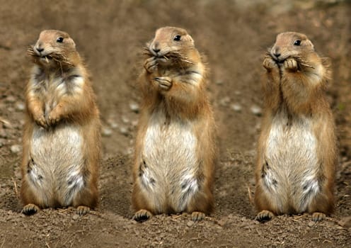 The Three Mampfers