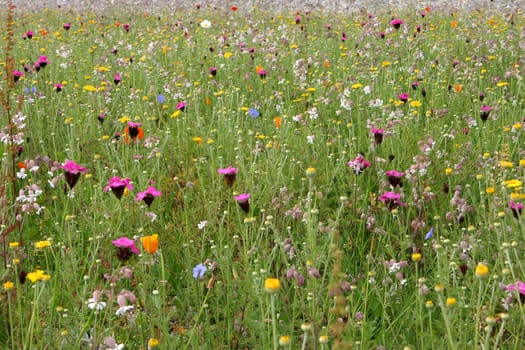 Flower meadow