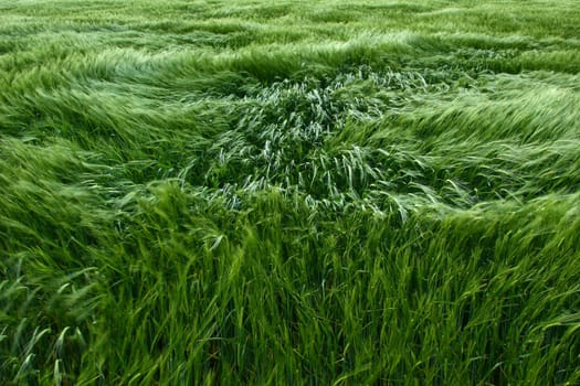 Barley in the wind