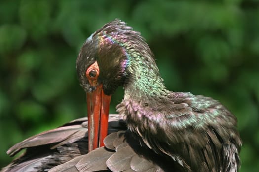 Black stork