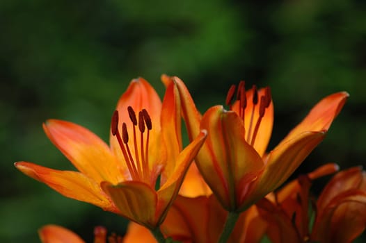 Taken in the evening sun. Focal length 210 mm Aperture f 5 Bel. 1/400 sec.