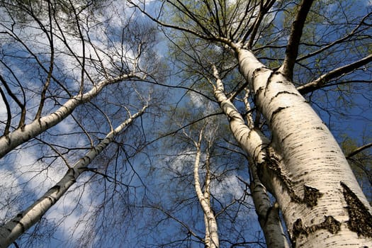 Birches