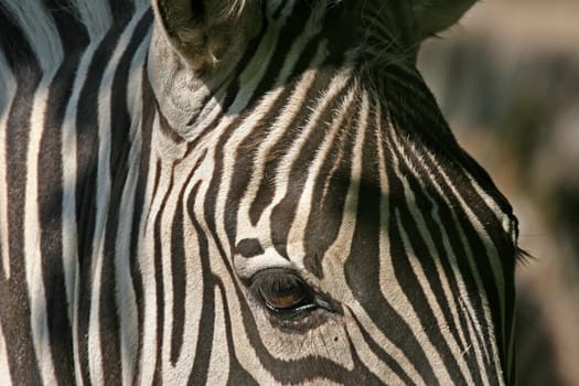 zebra