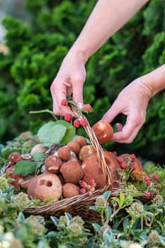 Freshly picked various edible porcini mushrooms and boletus in a wicker basket in the hands of a woman among the grass in nature, female hands put collected mushrooms in a basket, High quality photo