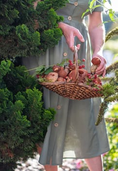 Freshly picked various edible porcini mushrooms and boletus in a wicker basket in the hands of a woman among the grass in nature, female hands put collected mushrooms in a basket, High quality photo