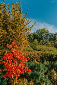 Autumn forest road leaves fall in ground landscape on autumnal background in November