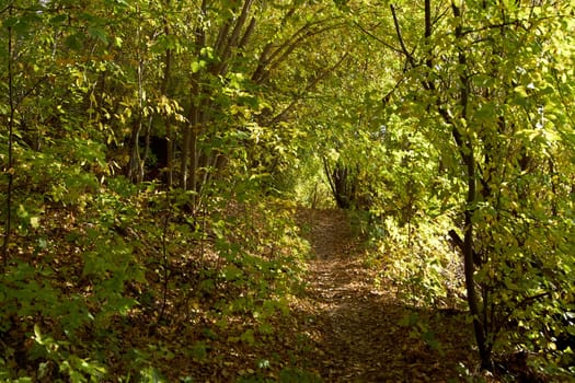 Forest path through thickets of bushes