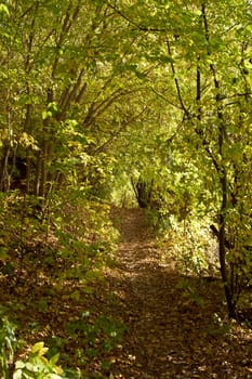 Forest path through thickets of bushes