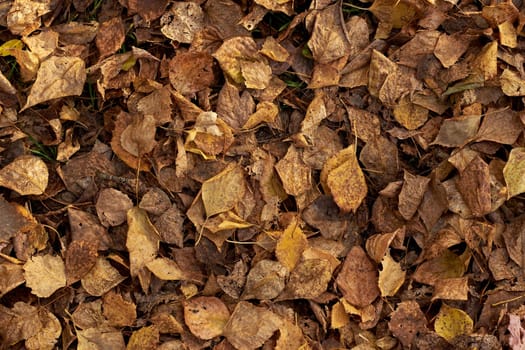 Fallen autumn leaves yellow brown dry are perfect for the background