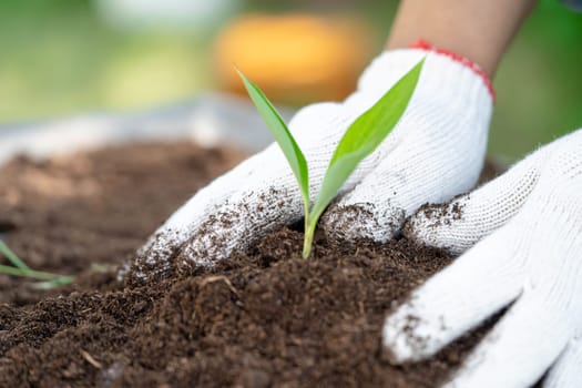 Gardener woman plant a tree with peat moss organic matter improve soil for agriculture organic plant growing, ecology concept.