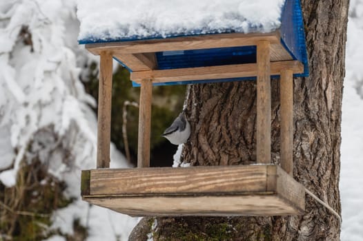 Snow covered wooden bird feeder and nuthatch hanging in the winter forest