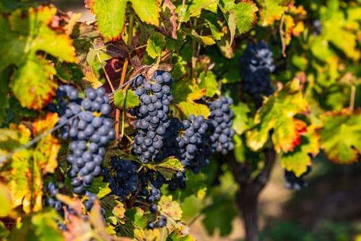 Ripe blue grapes on an old vine in a vineyard in autumn before the grape harvest in Germany