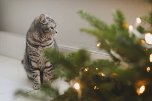 Cute funny cat on background of stylish decorated christmas tree. Pet and winter holidays. Atmospheric cozy christmas eve