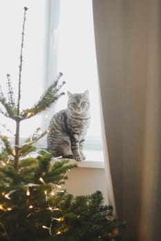 Cute funny cat on background of stylish decorated christmas tree. Pet and winter holidays. Atmospheric cozy christmas eve