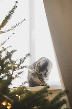 Cute funny cat on background of stylish decorated christmas tree. Pet and winter holidays. Atmospheric cozy christmas eve